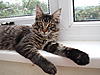 Is it normal to have small ear tufts?-dscf2765.jpg