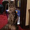 Can a Tarnished Silver Classic Maine Coon Become "Untarnished"?-wolfie-meerkat-2.jpg