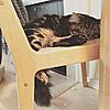 Is my  new 8 month old boy part Maine Coon?-12826319_1273635729316683_429906260_n.jpg