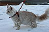 Training Maine coons on a leash?-nuove7.jpg