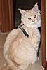 Training Maine coons on a leash?-mellowpettorina1l.jpg