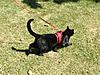 Training Maine coons on a leash?-esempio-20catwalking.jpg
