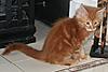 Red Tabby Male kitten available-javier.jpg