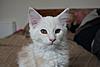 Red & Silver with white Maine Coon Girl-01.jpg