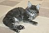 Blue Silver Maine Coon Kitten Available-sirius26th.jpg