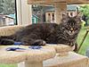 Blue Silver Maine Coon Kitten Available-sdc10317.jpg