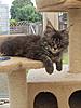 Blue Silver Maine Coon Kitten Available-sdc10318.jpg