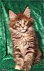 Blue classic,black smoke,black torti, black classic ,black torbi ...Kitten !!!-gressy.jpg