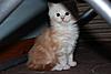 Red Silver Tabby & White Maine Coon Girl available-img_7523.jpg
