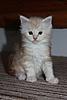 Red Silver Tabby & White Maine Coon Girl available-img_7529.jpg
