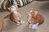 Stunning Red and Red Silver Kittens Available-img_4116.jpg