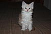Red Silver Tabby & White Maine Coon Girl available-img_7887.jpg