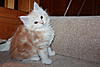 Red Silver Tabby & White Maine Coon Girl available-img_7927.jpg