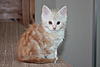 Red Silver Tabby & White Maine Coon Girl available-img_8037.jpg
