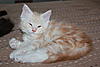 Red Silver Tabby & White Maine Coon Girl available-img_8094.jpg