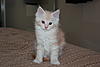 Red Silver Tabby & White Maine Coon Girl available-img_8131.jpg