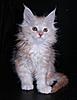 Stunning Red and Red Silver Kittens Available-hermes8.jpg