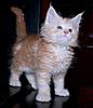 Stunning Red and Red Silver Kittens Available-perseus3.jpg