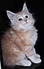 Stunning Red and Red Silver Kittens Available-phoenix4.jpg