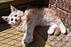 Stunning Red and Red Silver Kittens Available-img_4532.jpg