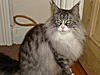 7 year old needs a Male owner-dsc00370.jpg