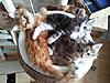 GCCF Registered Pedigree Maine Coon kittens for sale - ready for new home 1st August-adl23293-353973.jpg