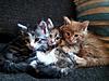 GCCF Registered Pedigree Maine Coon kittens for sale - ready for new home 1st August-adl23293-497973.jpg