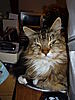 Female Maine Coon needs a good home (Free)-p1180812.jpg