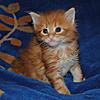 Kittens by GCCFI Grand&Supreme Champion and TICA Grand Champion Bulgari Bubu-Coons-gavin-4-.jpg