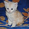 Kittens by GCCFI Grand&Supreme Champion and TICA Grand Champion Bulgari Bubu-Coons-gonzales-11-.jpg