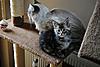 Kittens by GCCFI Grand&Supreme Champion and TICA Grand Champion Bulgari Bubu-Coons-033.jpg