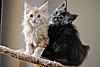 Kittens by GCCFI Grand&Supreme Champion and TICA Grand Champion Bulgari Bubu-Coons-035.jpg