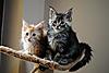 Kittens by GCCFI Grand&Supreme Champion and TICA Grand Champion Bulgari Bubu-Coons-036.jpg