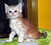 Kittens by GCCFI Grand&Supreme Champion and TICA Grand Champion Bulgari Bubu-Coons-gary-6-.jpg