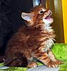 Kittens by GCCFI Grand&Supreme Champion and TICA Grand Champion Bulgari Bubu-Coons-gavin-8-.jpg