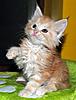Kittens by GCCFI Grand&Supreme Champion and TICA Grand Champion Bulgari Bubu-Coons-grant-4-.jpg