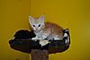 Kittens by GCCFI Grand&Supreme Champion and TICA Grand Champion Bulgari Bubu-Coons-gary-2-.jpg