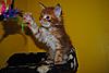 Kittens by GCCFI Grand&Supreme Champion and TICA Grand Champion Bulgari Bubu-Coons-gavin-1-.jpg