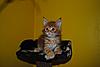 Kittens by GCCFI Grand&Supreme Champion and TICA Grand Champion Bulgari Bubu-Coons-gavin-3-.jpg