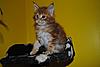 Kittens by GCCFI Grand&Supreme Champion and TICA Grand Champion Bulgari Bubu-Coons-gavin-5-.jpg