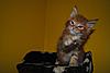 Kittens by GCCFI Grand&Supreme Champion and TICA Grand Champion Bulgari Bubu-Coons-gonzo-3-.jpg