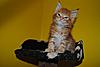 Kittens by GCCFI Grand&Supreme Champion and TICA Grand Champion Bulgari Bubu-Coons-gonzo-4-.jpg