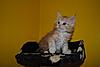 Kittens by GCCFI Grand&Supreme Champion and TICA Grand Champion Bulgari Bubu-Coons-grant-2-.jpg