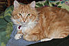 Gorgeous Orange  Maine Coon Boy For Adoption In Northern California-selby.jpg