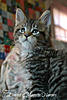 Available kittens from litter "-J"-1.jpg