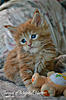 Available kittens from litter "-J"-2j.jpg