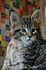 Available kittens from litter "-J"-5.jpg