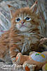 Available kittens from litter "-J"-10847989_758174937603949_4021248961243007999_n.jpg