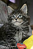 Available kittens from litter "-J"-jaffa2.jpg