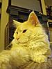 Maine Coon & Neva Masquerade Cattery-Gorey co.Wexford-stefan.jpg